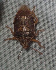 Podisus placidus