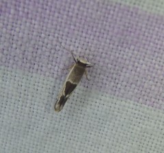 Stathmopoda megathyma