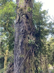 Metrosideros fulgens