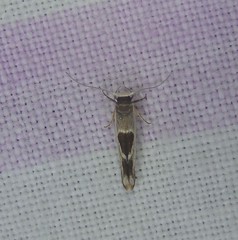 Stathmopoda megathyma