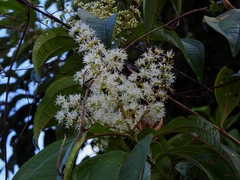 Miconia prasina