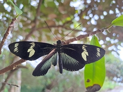 Heliconius doris viridis