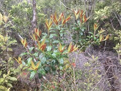 Metrosideros umbellata