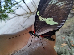 Heliconius doris viridis