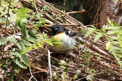 Petroica macrocephala macrocephala