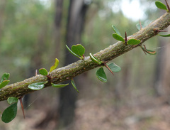 Bursaria spinosa spinosa