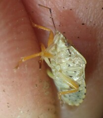Podisus placidus