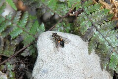 Helophilus antipodus