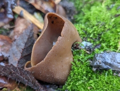 Phylloscypha phyllogena