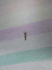 Stathmopoda megathyma