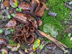 Phylloscypha phyllogena