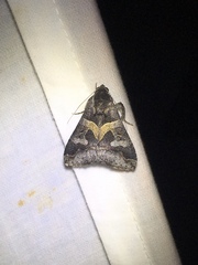 Melipotis florida
