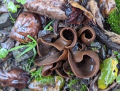 Phylloscypha phyllogena