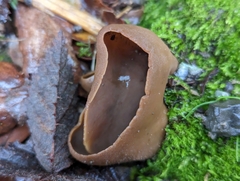 Phylloscypha phyllogena