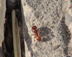 Pogonomyrmex barbatus