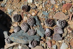 Pinus radiata binata