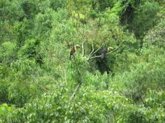 Ramphastos dicolorus