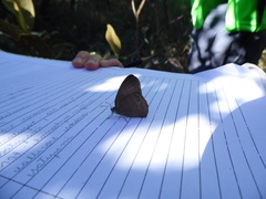 Nhambikuara cerradensis