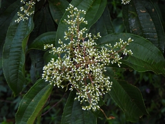 Miconia prasina