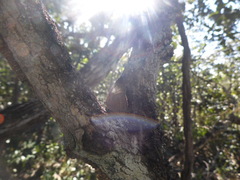 Nhambikuara cerradensis