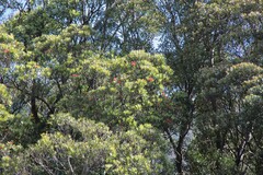 Metrosideros umbellata