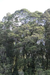 Metrosideros umbellata