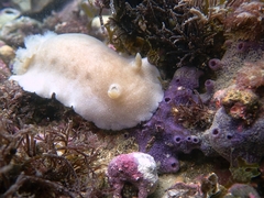 Diaulula punctuolata