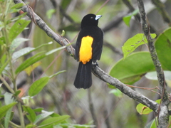 Ramphocelus flammigerus