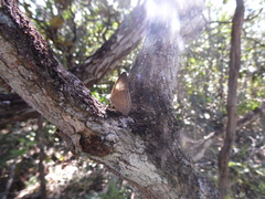 Nhambikuara cerradensis