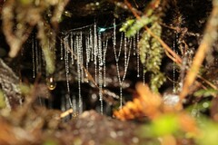 Arachnocampa luminosa