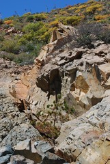Pinus radiata binata