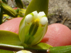 Albuca flaccida