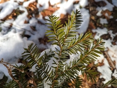 Taxus canadensis