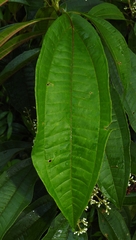 Miconia prasina