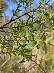 Phyllodineae