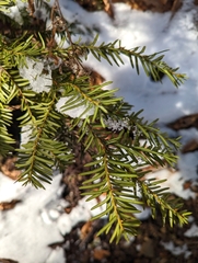 Taxus canadensis