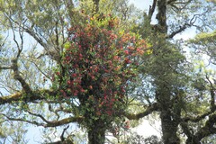 Peraxilla tetrapetala