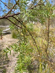 Phyllodineae