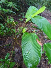 Ischnosiphon obliquus