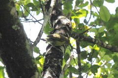 Anthornis melanura