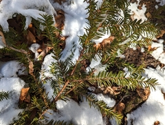 Taxus canadensis