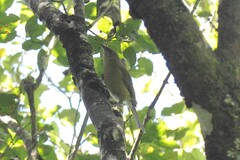 Anthornis melanura