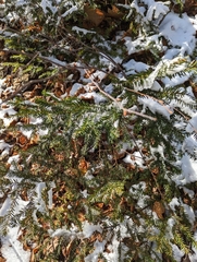 Taxus canadensis