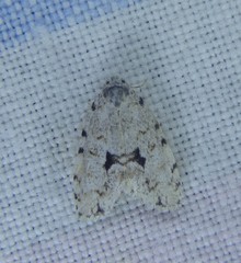 Thallarcha macilenta