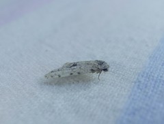 Thallarcha macilenta
