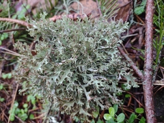 Platismatia stenophylla