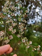 Kunzea robusta