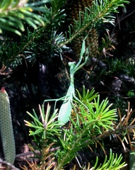 Pseudomantis albofimbriata