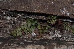 Asplenium bradleyi