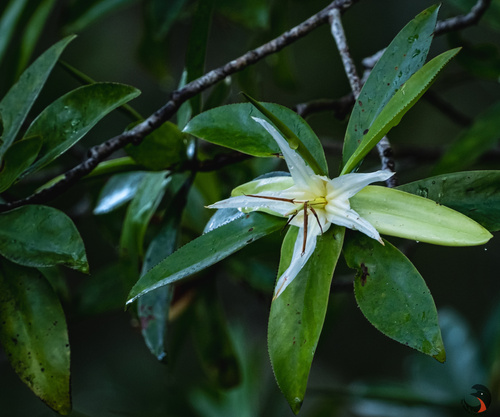 Tetrameristaceae